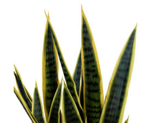 Load image into Gallery viewer, Sansevieria Silk Plant
