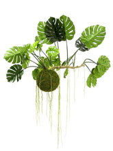 Load image into Gallery viewer, Monstera Hanging Moss Ball
