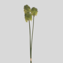 Load image into Gallery viewer, Spring Allium Bullet, Bundle of 3
