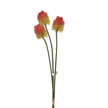 Load image into Gallery viewer, Spring Allium Bullet, Bundle of 3
